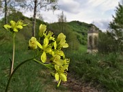 54 Fiore di Biscutella laevigata (Biscutella montanina) con vista sulla chiesetta di S. Barnaba di Salmezza